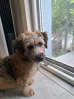 Penny, kleine Hündin, sucht ein Zuhause 