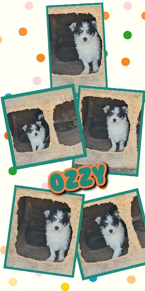 kleiner, sanfter, bildschöner Rüde "Ozzy" sucht ein liebevolles Zuhause