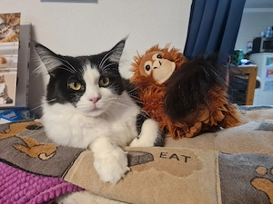 Maine coon mix 