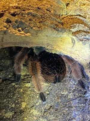 1.0 Brachypelma klaasi subadult