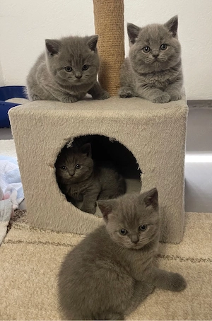 BKH-Kitten Reinrassige suchen ein neues Zuhause!