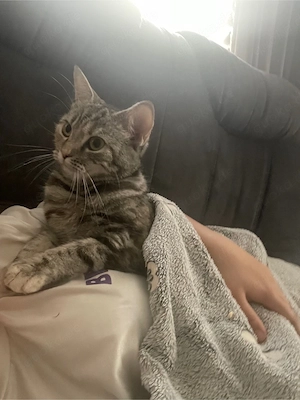 britische mix Katze