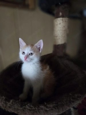 Katzen Baby