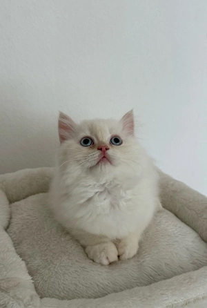 letzter wunderschöne BLH BKH Kater