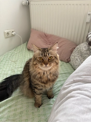 Liebevoller Sibirischer Mix (Halblanghaar) sucht neues Zuhause