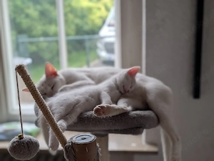 1 weises Kätzchen  kitte zu verkaufen 
