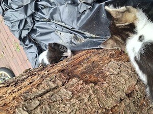 Niedliche Babykatzen  Bild 4