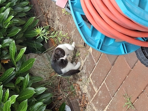 Niedliche Babykatzen  Bild 3