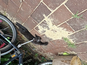 Niedliche Babykatzen  Bild 5