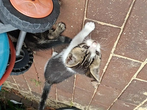 Niedliche Babykatzen  Bild 6