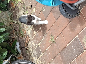 Niedliche Babykatzen  Bild 2