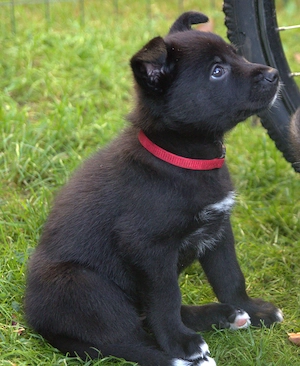 Gerberian Shepsky Husky - Schäferhund Welpen suchen Zuhause