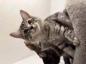 BKH   Ragdoll Kitten 