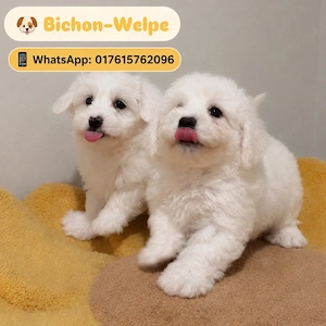      Außergewöhnliche Bichon Frisé Welpen   11 Wochen alt   Suchen ein liebevolles Zuhause     