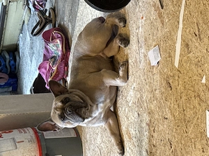 Französische Bulldogge wird jetzt 2 Jahre 