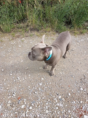 Bulldoggen Mischling grau braun sucht liebevolles Zuhause 