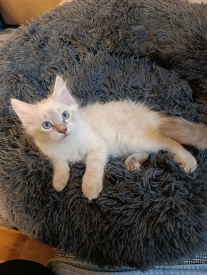 Ragdoll Birma Katerchen 