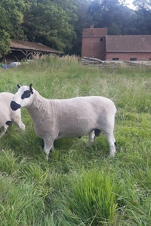 Kerry Hill Herdbuchbock 