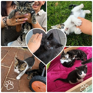 Niedliche Babykatzen 