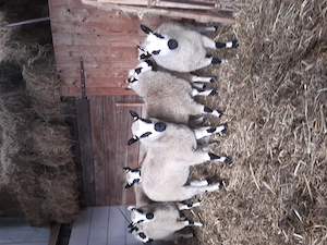 Kerry Hill Bock- und Mutterlämmer