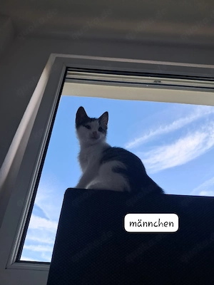Katzen abzugeben 