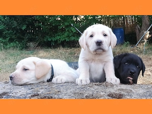 Labrador Welpen Showlinie freuen sich über netten Besuch