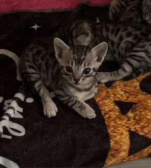 Wunderschöne Bengal-Mix Kitten suchen ab der 12. Lebenswoche ein liebevolles Zuhause