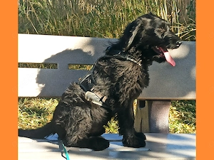 Labradoodle Welpen F1 schwarz weiblich mit Ahnentafel bereit für ihr neues Zuhause