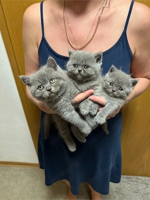 BKH kitten katze