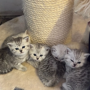 Süsse BKH kitten