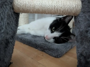Felix sucht sein Für-Immer-Zuhause