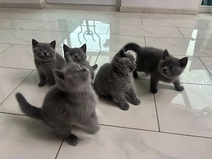 BKH Kitten