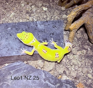 Wunderschöne, gesunde Leopardgeckos (verschiedene Morphen) abzugeben