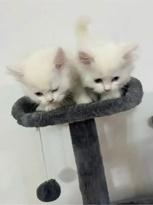 bkh  persisch 5 kitten 