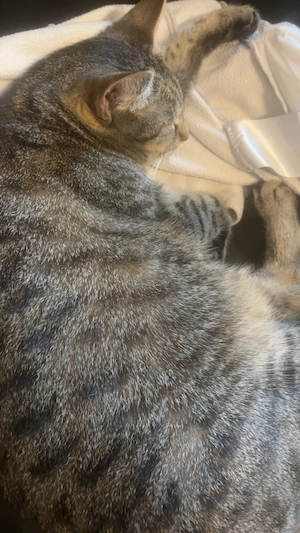 Katzen 1&2 Jahre weiblich Geschwister 