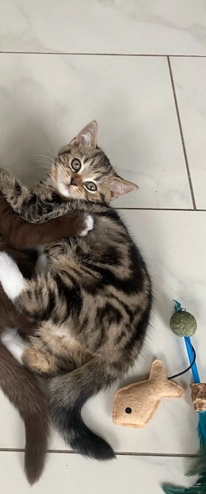 BKH Kitten 
