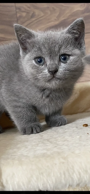 BKH Kitten abzugeben