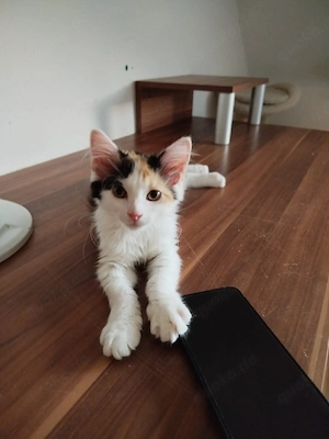 Katzen Baby 
