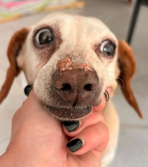 Mosu - Senior sucht sein Happy End!