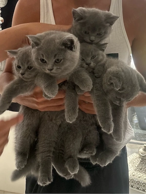 BKH Kitten