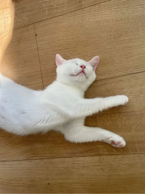 2 süsse BKH Türkisch Van kitten 
