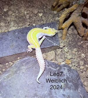 Wunderschöne, gesunde Leopardgeckos (verschiedene Morphen) abzugeben