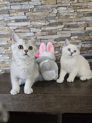Britisch Kurzhaar Kitten suchen ein liebevolles Zuhause