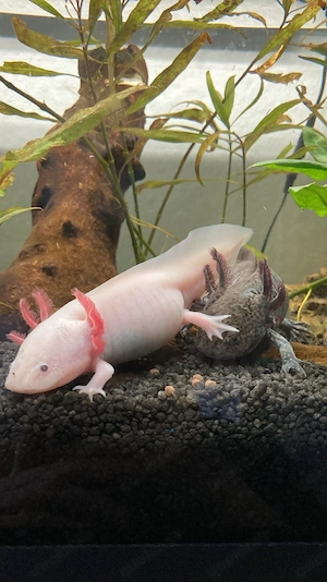Axolotl Aquarium inkl. komplettem Zubehör