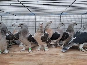 Junge Türkische Takla Tauben 