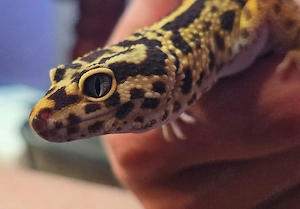 Leopardgecko