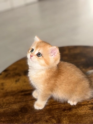 Golden Shaded Babykatze sucht ein liebevolles Zuhause 
