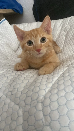 Baby Katze sucht ein zuhause 