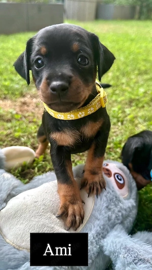zuckersüße reinrassige Zwergpinscher Welpen 