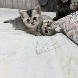 Baby katze 